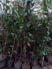 Orak  Karayemişi Fidanı (Taflan-Laz Kirazı) 200-250cm 7 Yaş