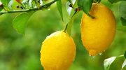 Bir Ağaçta 2 Farklı Meyve ( Portakal ve Yediveren Limon Fidanı)