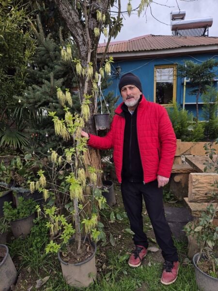 Acer Negundo Flowers Bialowieza