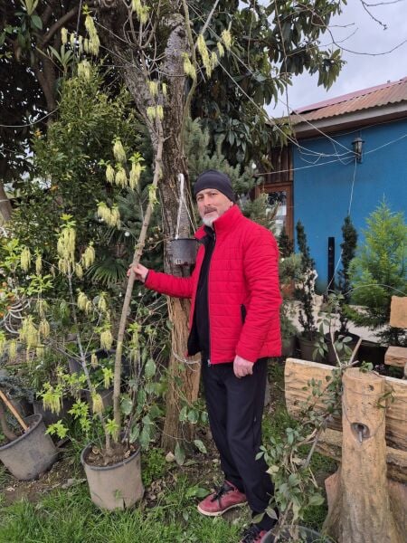 Acer Negundo Flowers Bialowieza
