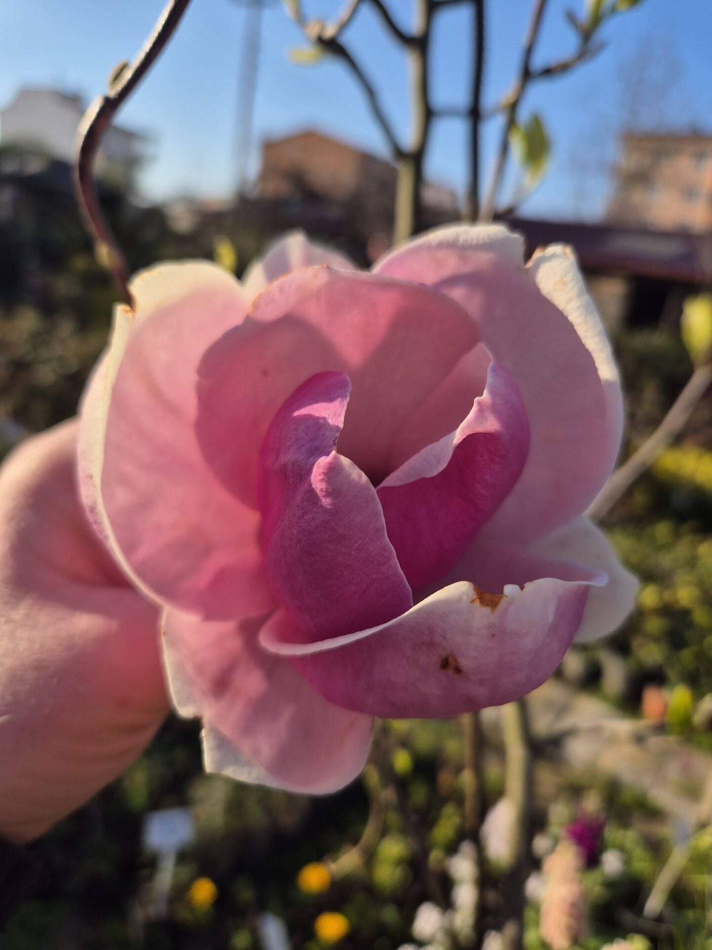 Magnolia Serene Manolya fidanı 200-230 cm-7 Yaş