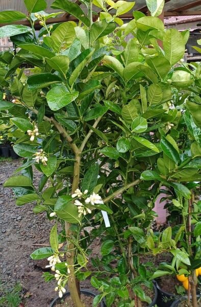 Jumbo Limon (Dev Yediveren) Fidanı 150-180 cm-7 Yaş