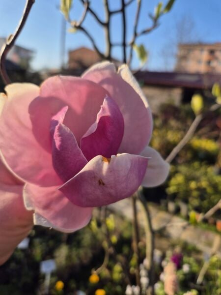 Magnolia Serene Manolya fidanı 200-230 cm-7 Yaş