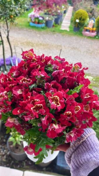 Kelebek Orkidesi Çiçeği Kırmızı - Schizanthus-Resimdeki Bitki-Bol Çiçekli