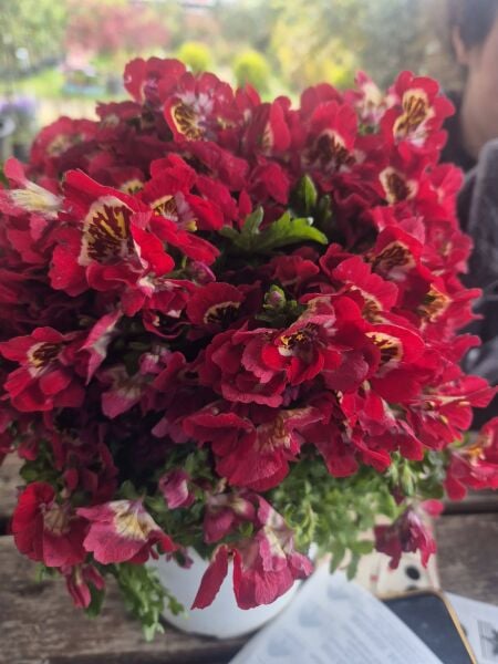 Kelebek Orkidesi Çiçeği Kırmızı - Schizanthus-Resimdeki Bitki-Bol Çiçekli