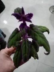 Gynura aurantiaca 'Purple Passion' – Kara Sevda Çiçeği