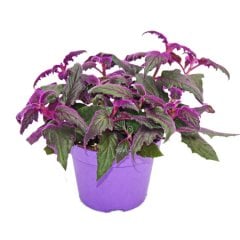 Gynura aurantiaca 'Purple Passion' – Kara Sevda Çiçeği