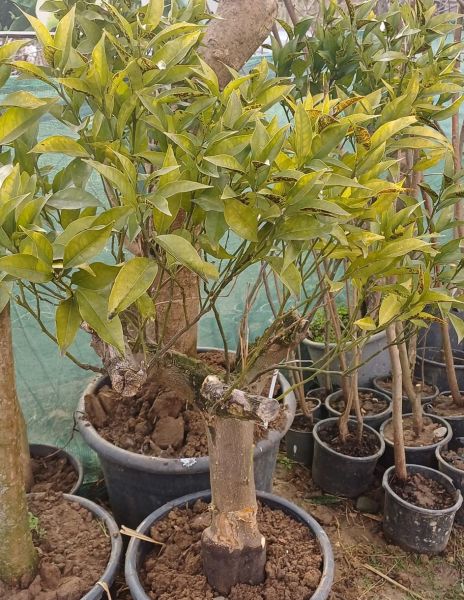Tatlı Portakal Fidan 15 Yaş-Gövde Çapı 30-34 cm