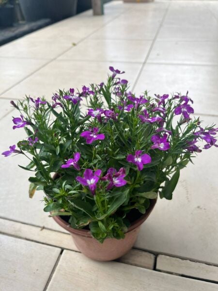 Lobelya Fidanı-Bol Çiçekli