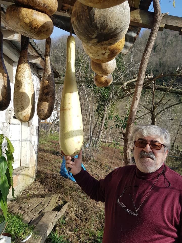 1 Adet DEV KABAK MEYVESİ ORJİNAL MEYVE