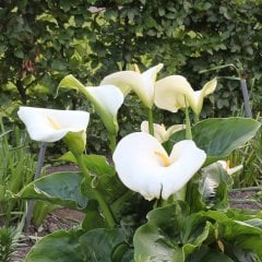 Calla Palustris Kala Cala Gala Çiçeği Fidesi (Canlı Bitki)