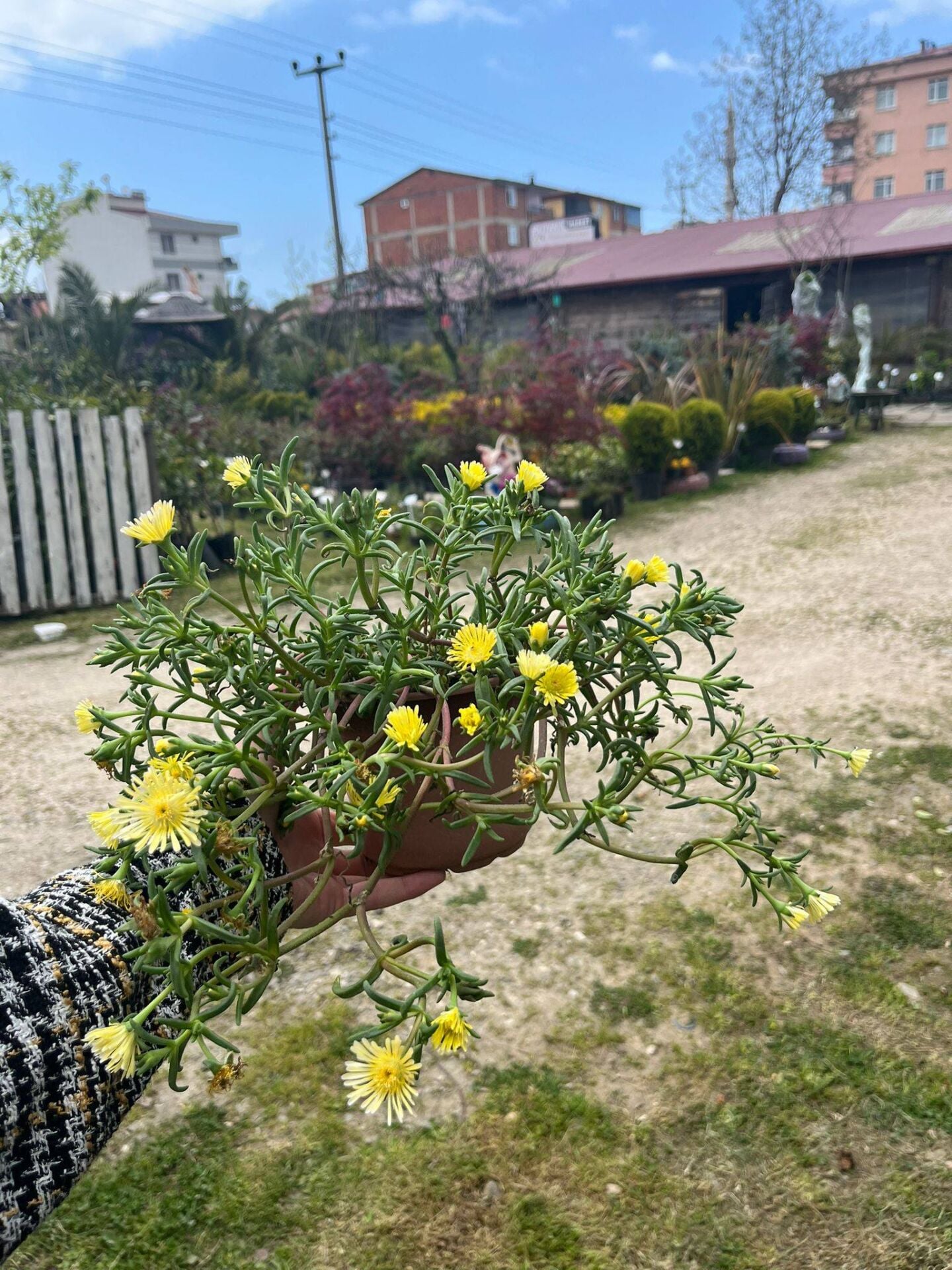 Delosperma Deschampii