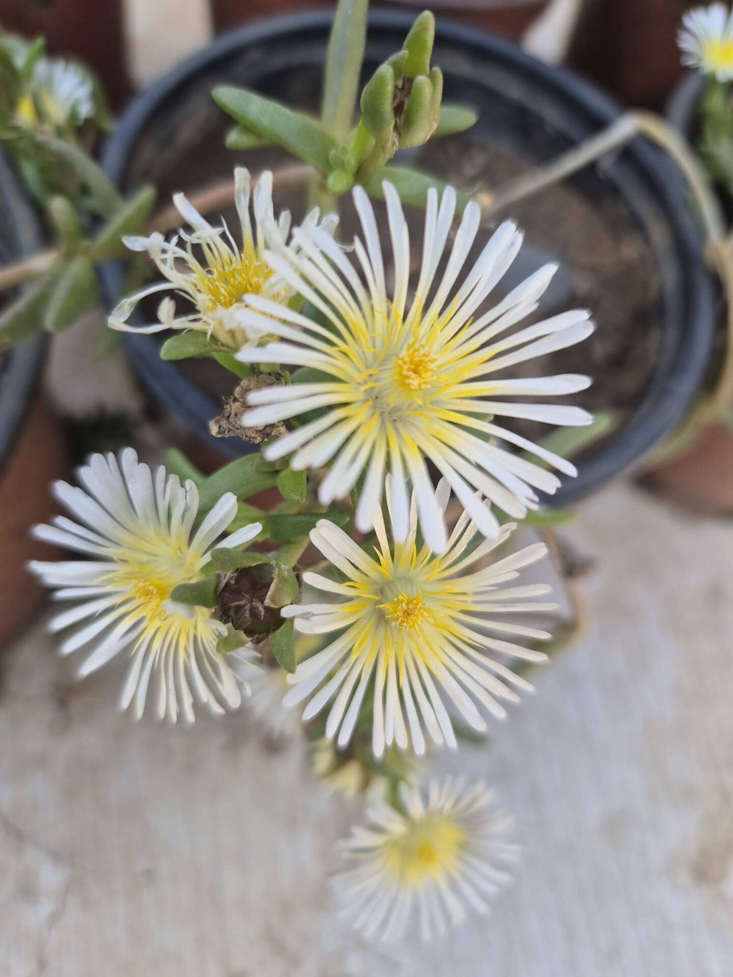 Delosperma Deschampii
