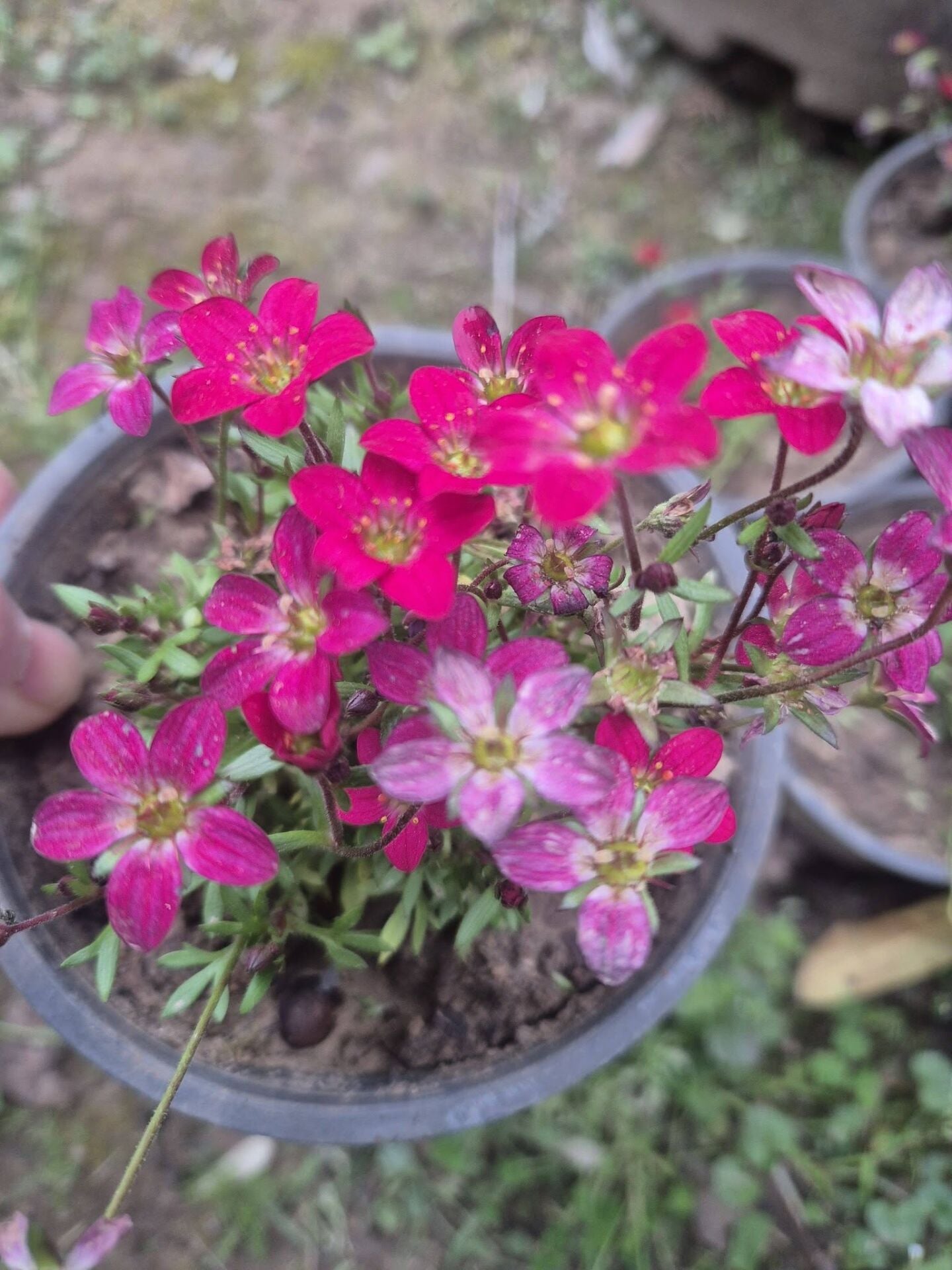 Kırmızı Saxifraga Taşkıran Fidesi Saxifraga x arensii peter pan