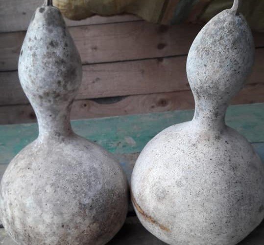 1 Adet Susak Kabak Meyvesi Orjinal Meyve
