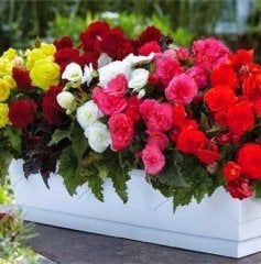 Begonia ,Begonya,Katlı İri Çiçekli Karışık Renkler (Tek Soğan)