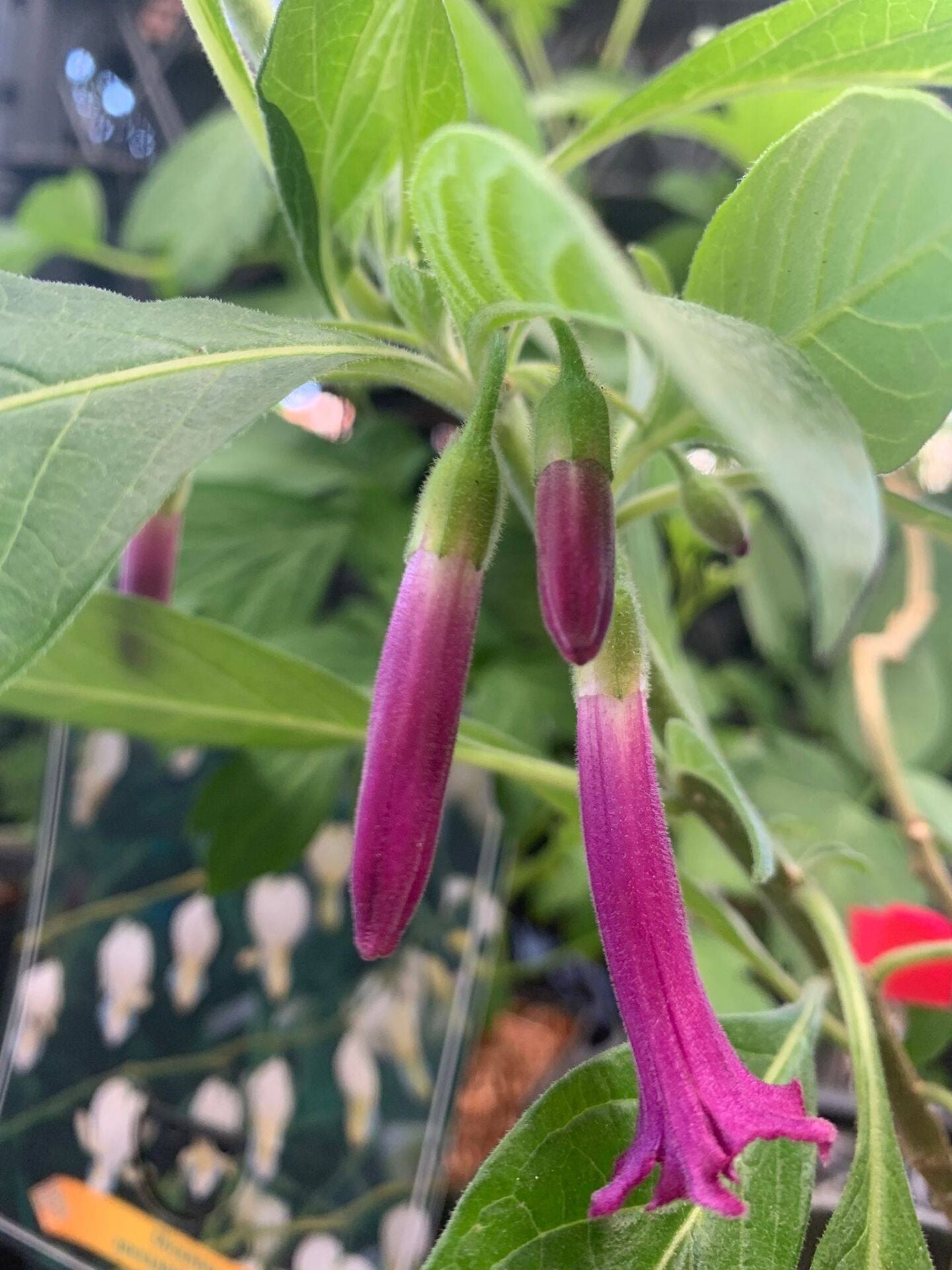 Lochroma-Mini Mlek Borusu