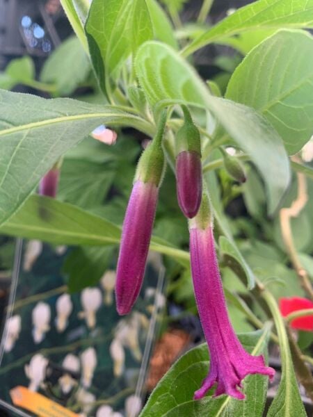 Lochroma-Mini Mlek Borusu