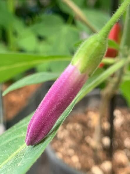 Lochroma-Mini Mlek Borusu