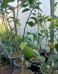 Flying Dragon Üzerine Aşılı Tam Bodur-Masa Üstü Bergamot  Fidanı