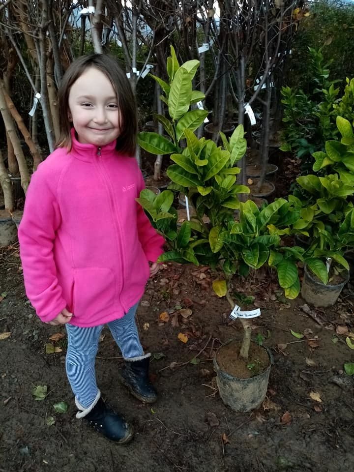 Flying Dragon Üzerine Aşılı Tam Bodur-Masa Üstü Bergamot  Fidanı