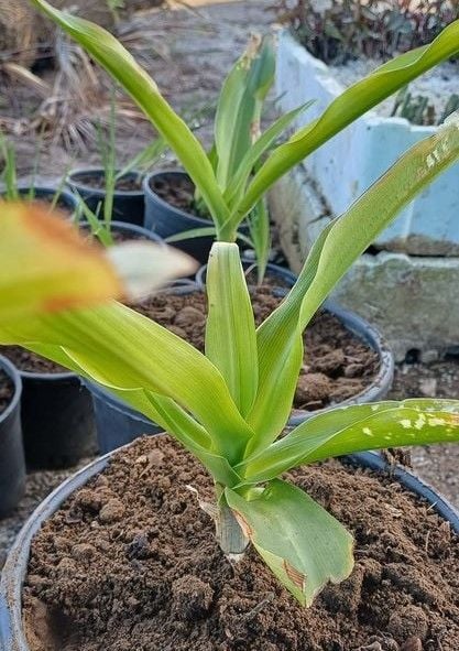 Crinum -Beyaz, Kokulu (Saksılı Canlı Bitki)
