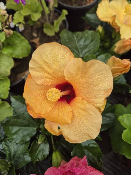 Japon Gülü-Hibiscus (30-50 cm-Bodur