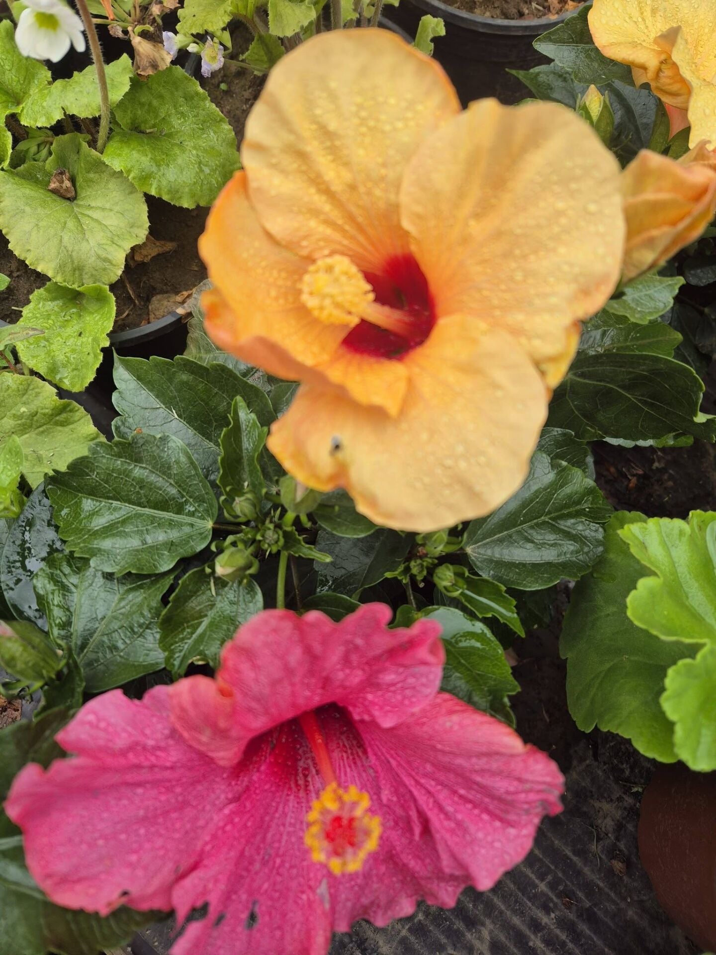 Japon Gülü-Hibiscus (30-50 cm-Bodur