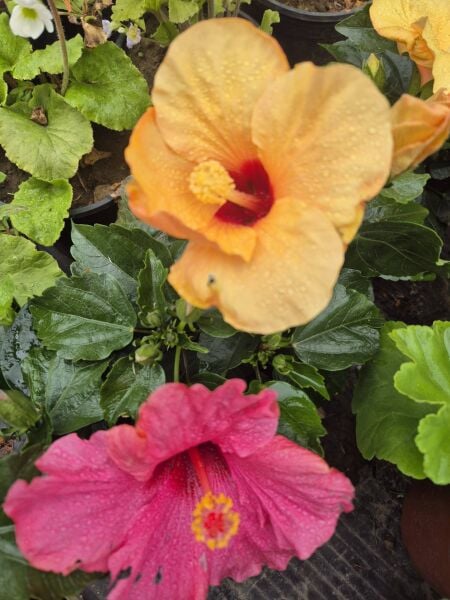 Japon Gülü-Hibiscus (30-50 cm-Bodur