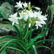 Crinum -Beyaz, Kokulu (Saksılı Canlı Bitki)