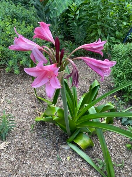 Crinum Powelli Kokulu (Saksılı Canlı Bitki)