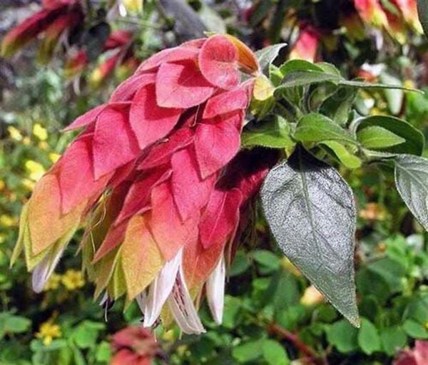 Pembe Karides Çiçeği (Beloperone Guttata) 20-50 cm