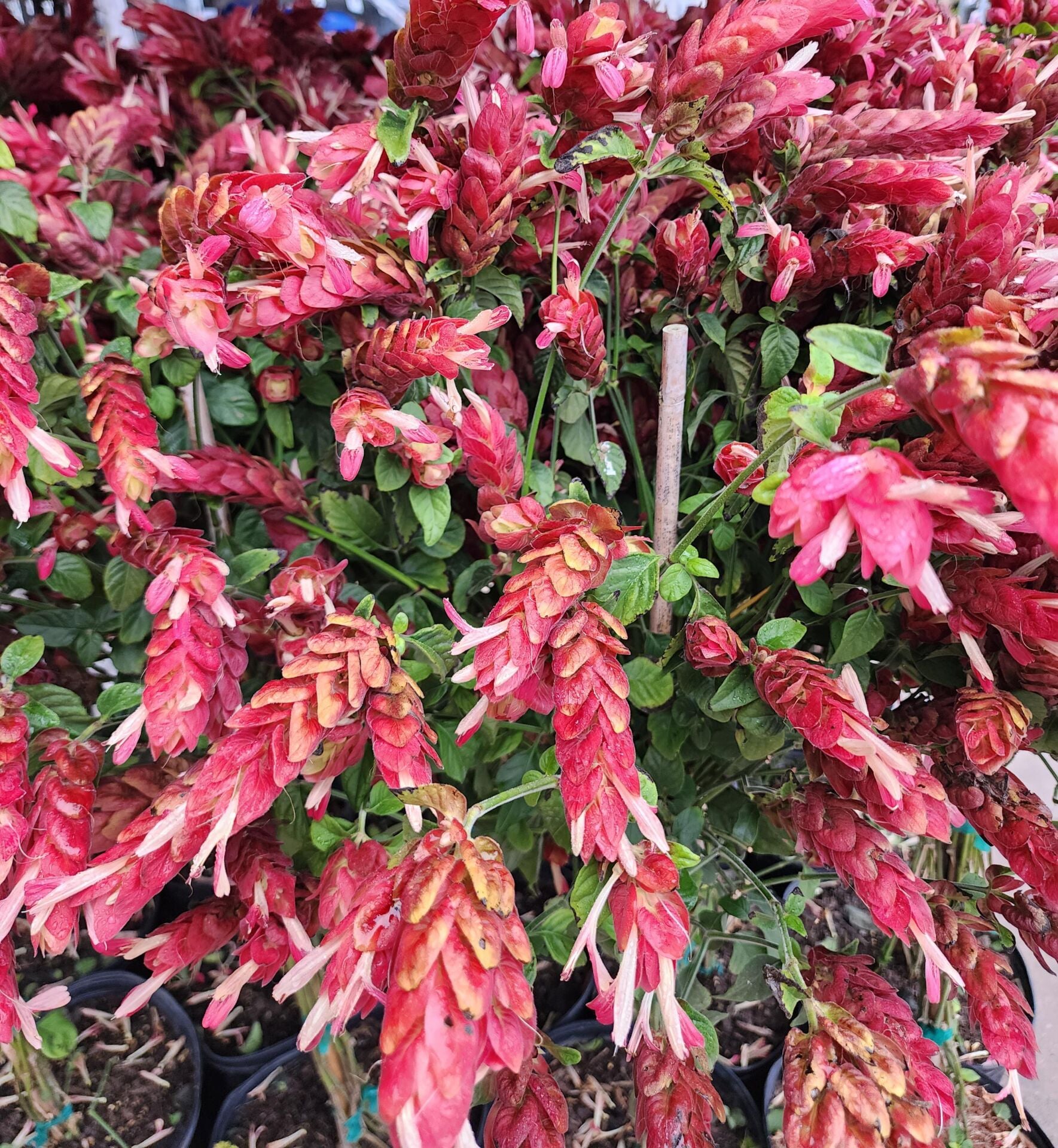 Pembe Karides Çiçeği (Beloperone Guttata) 20-50 cm