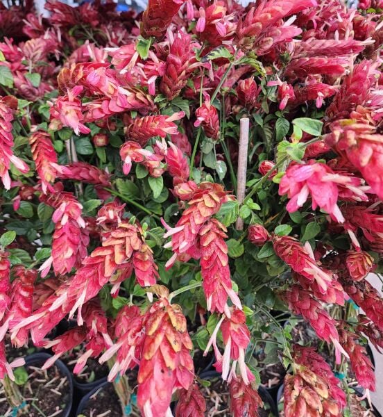 Pembe Karides Çiçeği (Beloperone Guttata) 40-50 cm
