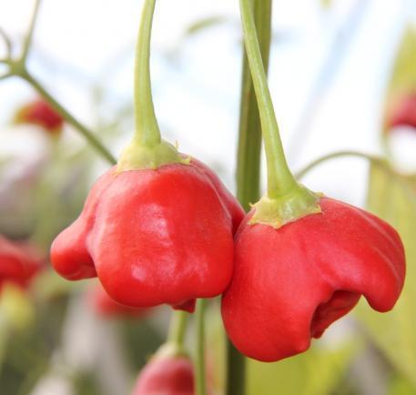 15 Adet  Gül Biber Tohumu