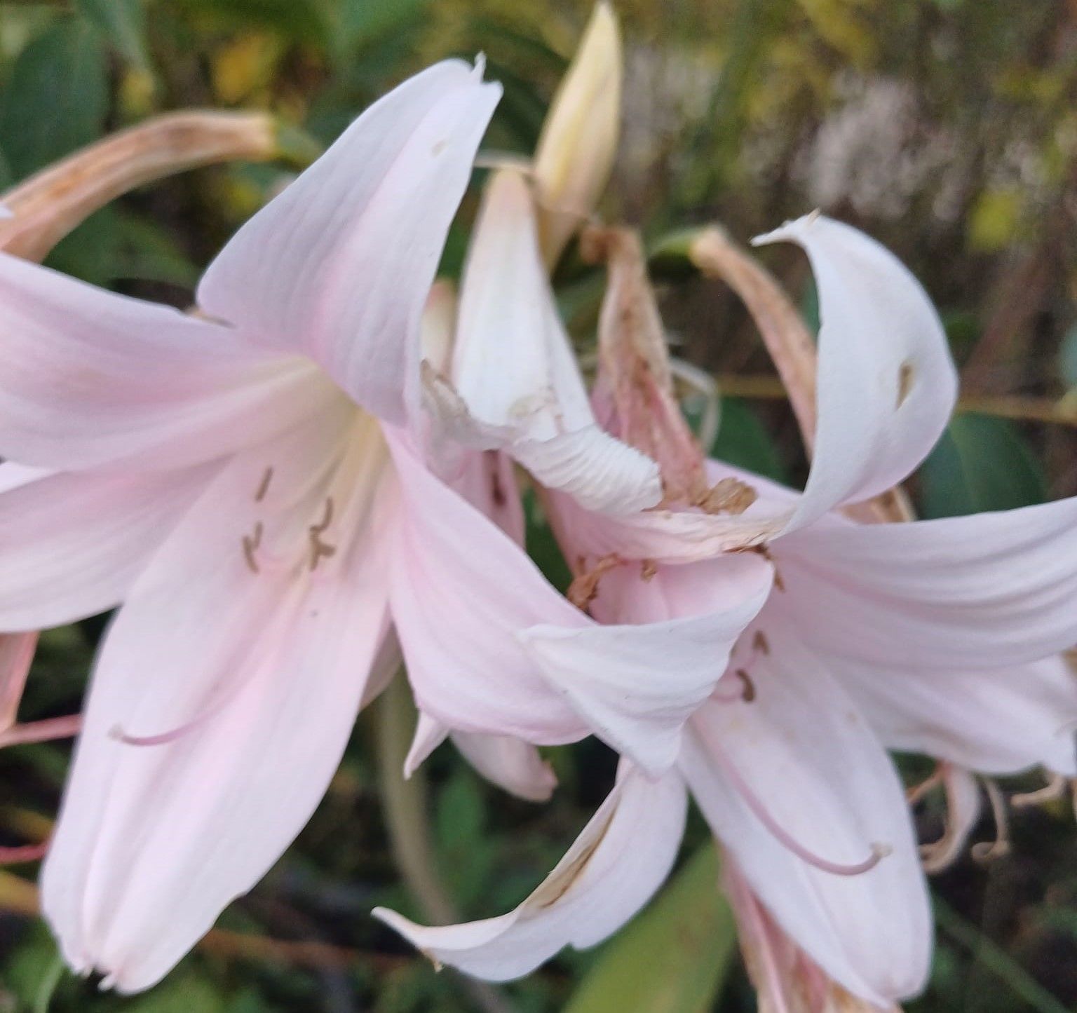 Amaryllis Belladonna- Pembe Trompletler