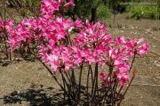 Amaryllis Belladonna- Pembe Trompletler