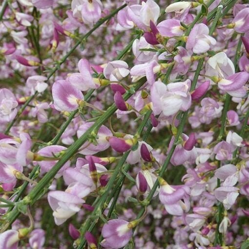 Cytisus 'Moyclare Pink' 0-20 cm