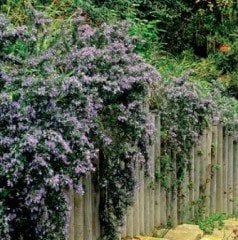 Sarkan Yayılıcı Riveria Biberiye Fidanı