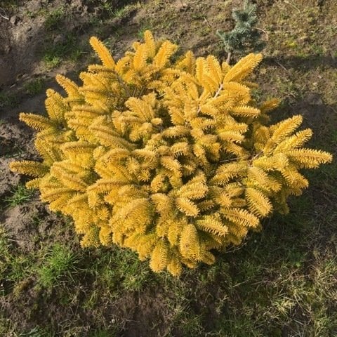 Abies nordmanniana 'Golden Spreader'