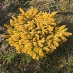 Abies nordmanniana 'Golden Spreader'