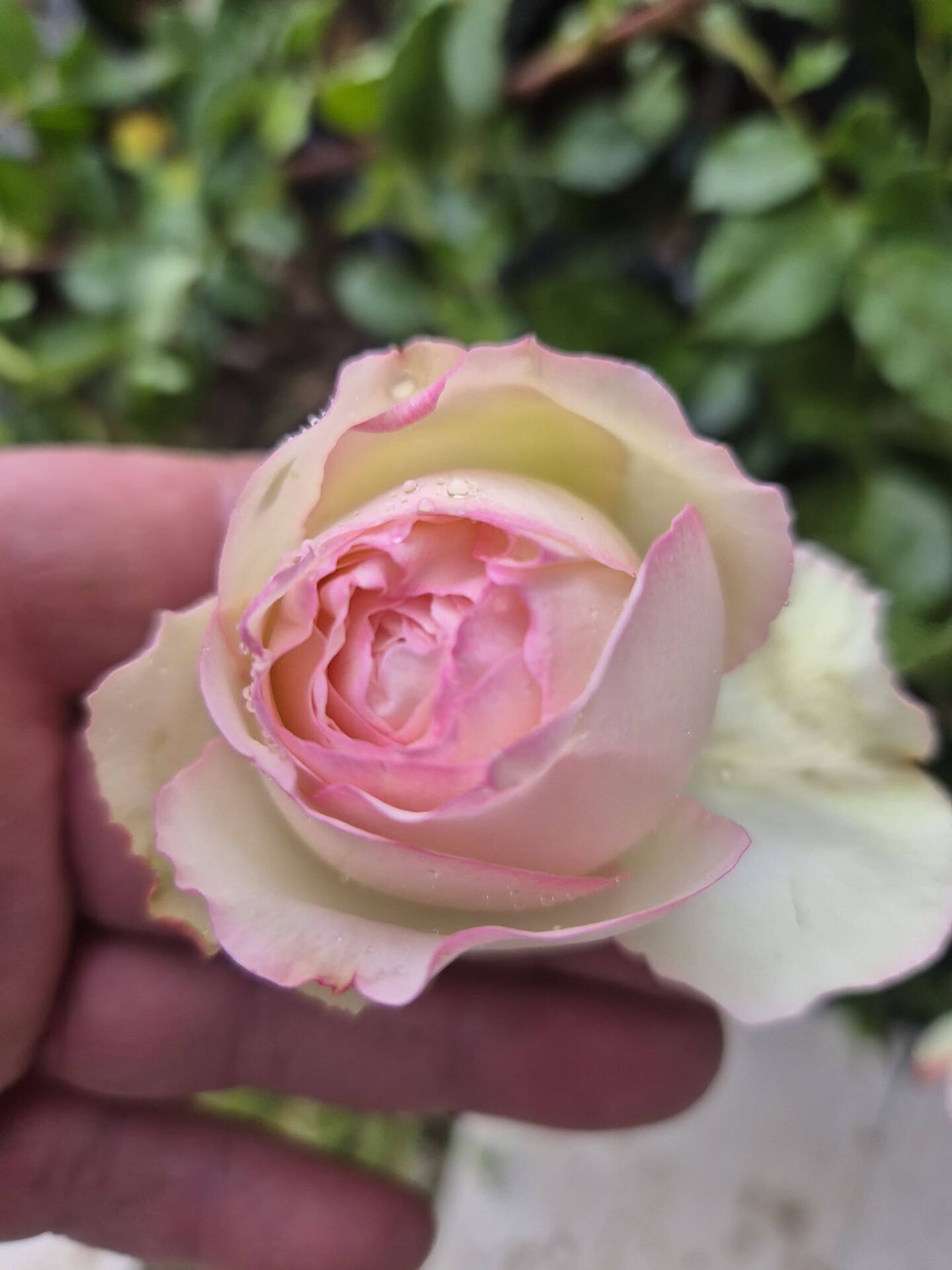Rose Pierre de Ronsard Meilland Gül fidanı Aşılı 3+ Yaş