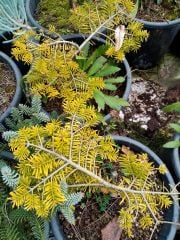 Abies nordmanniana 'Golden Spreader'