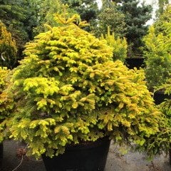 Abies nordmanniana 'Golden Spreader'