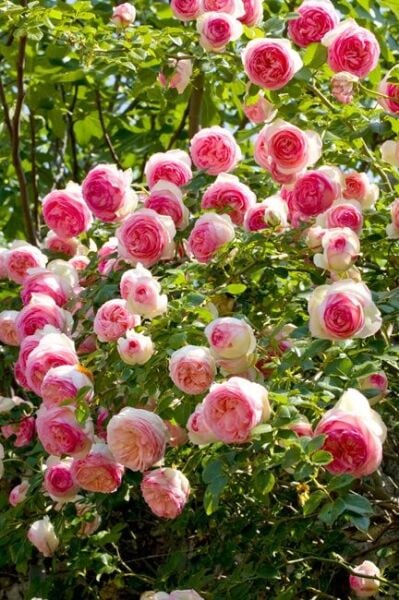Rose Pierre de Ronsard Meilland Gül fidanı Aşılı 3+ Yaş