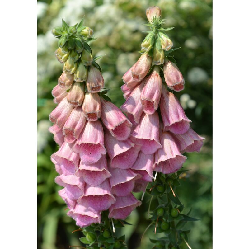 Digitalis Mertonensis Yüksük Otu Fidanı Mix
