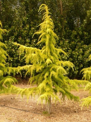 Cedrus atlantica 'Aurea' 230-250 cm
