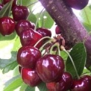 Stella Kiraz Fidanı 6-7 Yaş-Boy 200-230 cm-Gövde Çevresi 10-14 cm