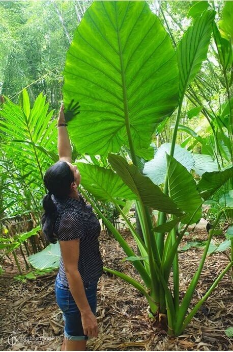 Dev Yapraklı (Fil Kulağı) Fidanı 30 cm-Colocasia Alocasia Macrorrhizos