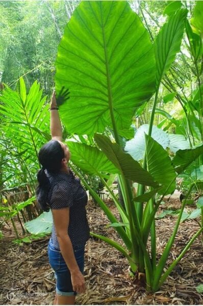 Dev Yapraklı (Fil Kulağı) Fidanı 0-30 cm-Colocasia Alocasia Macrorrhizos
